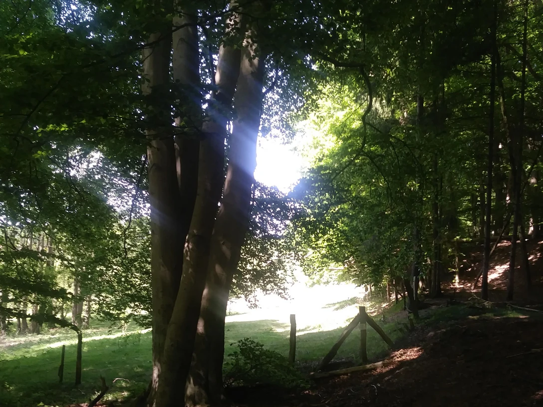 Waldbaden_Komorebi_Bexadde