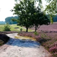 Landhotel Baumanns Hof_Kirchdorfer Heide_Wanderweg