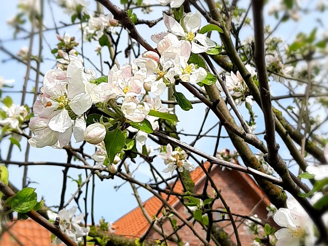 Apfelbaum_Blüte