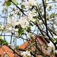 Apfelbaum_Blüte