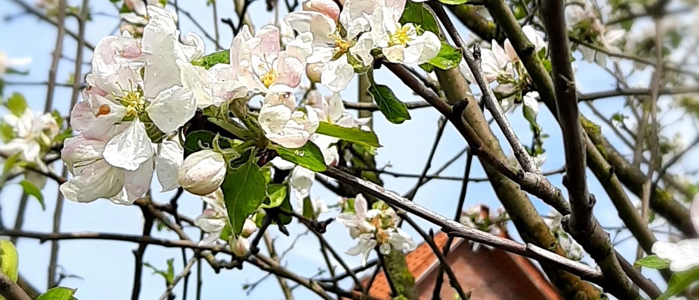 Apfelbaum_Blüte