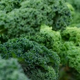 kale-5975540_1280.jpg