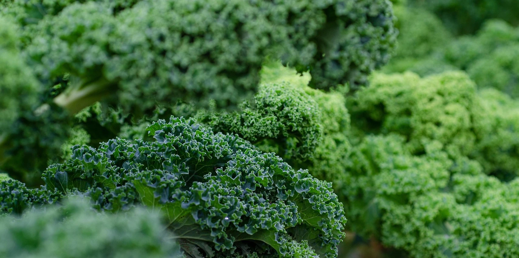 kale-5975540_1280.jpg