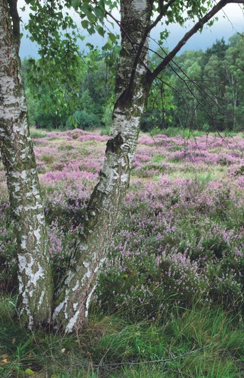 Blick auf die Wahner Heide