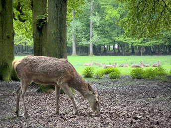 Wildgehege Troisdorf