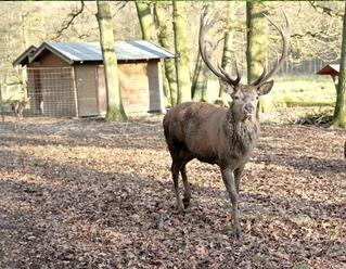 Wildgehege Troisdorf