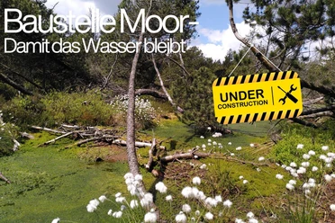 PM_Baustelle Moor_Wollgras_Canva