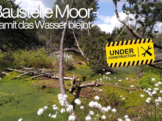 PM_Baustelle Moor_Wollgras_Canva