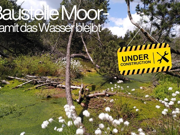 PM_Baustelle Moor_Wollgras_Canva