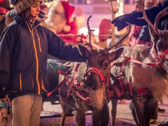 Rentiere auf dem Weihnachtsmarkt Hessisch Oldendorf Rentiere auf dem Weihnachtsmarkt Hessisch Oldendorf