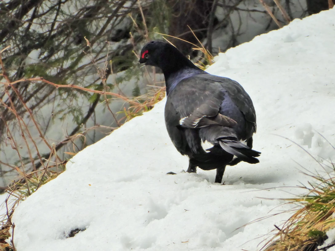 Birkhahn bei Ettaler Mandl Foto Klaus Pukall.JPG