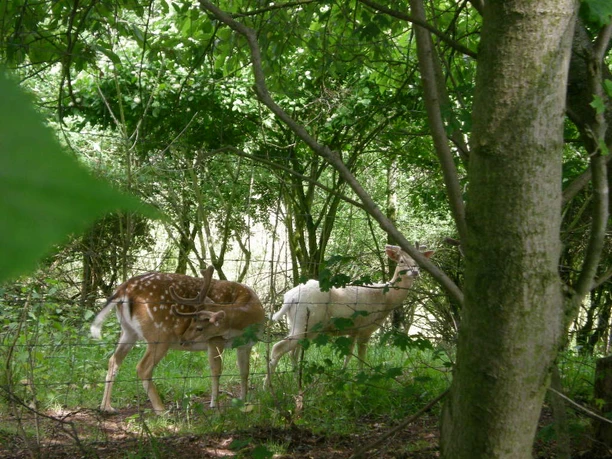 Bergkurpark Wildgehege