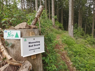 Der Moosstieg bei Bad Grund