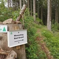 Der Moosstieg bei Bad Grund