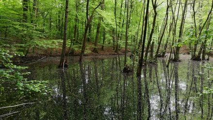 Mackenröder Wald