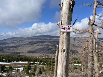 Blick vom Wurmberg zum Brocken