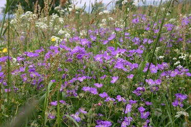 Bergwiesenblüte