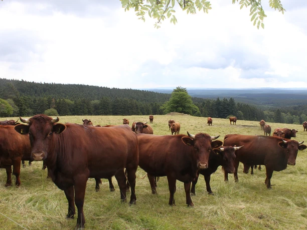 Harzer Rotes Höhenvieh