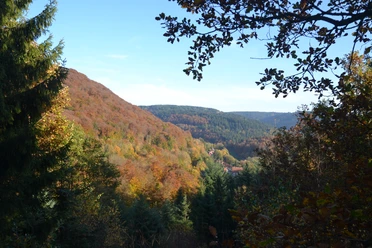 Bad Grund - vom Weltwald Richtung Iberg