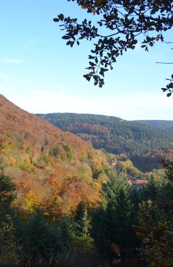 Bad Grund - vom Weltwald Richtung Iberg