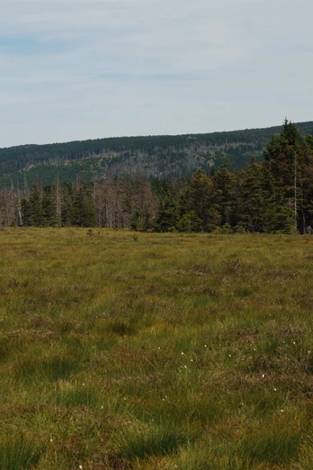 Torfhausmoor mit Brockenblick