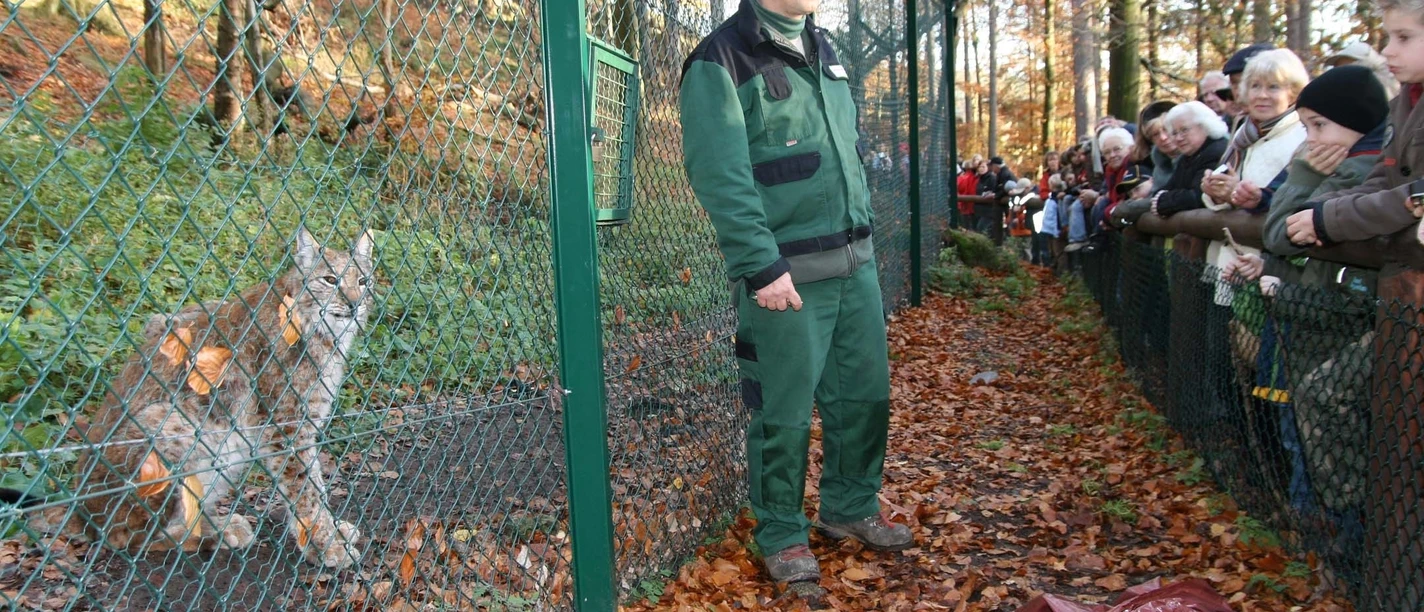 Luchsschaugehege bei Bad Harzburg
