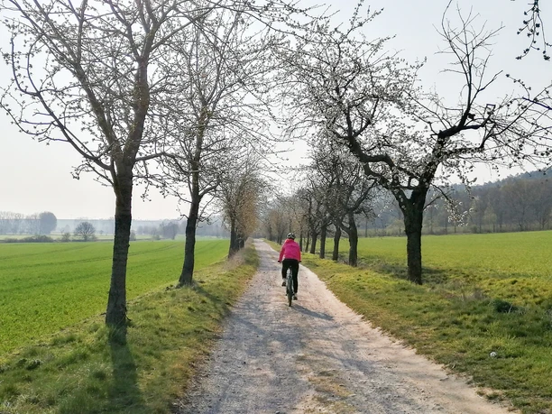 Kirschblüte am Helsunger Weg
