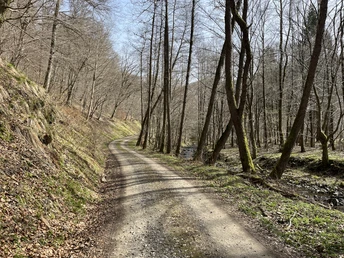 Toller Mischwald in den Tallagen