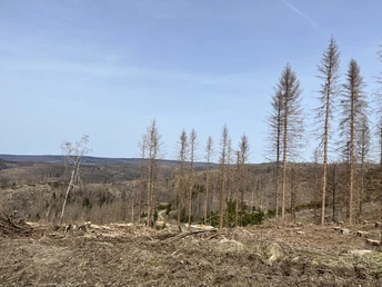 Weiter oben stirbt der Fichtenwald immer mehr ab