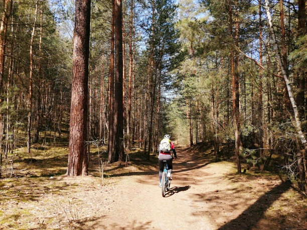 Duftende Kiefernwälder
