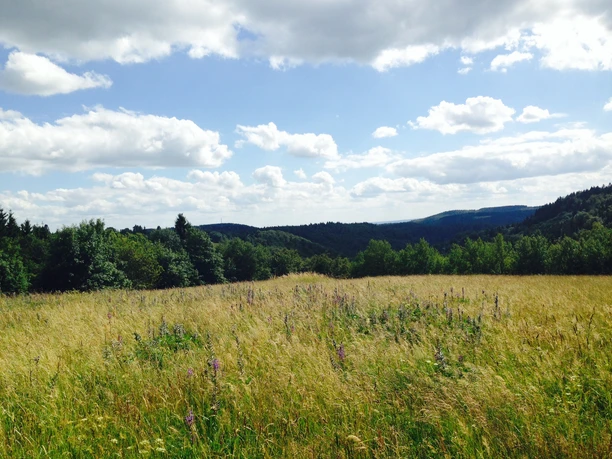 Bergwiese bei Hohegeiß