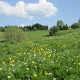 Blühende Bergwiese in Hohegeiß