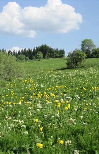 Blühende Bergwiese in Hohegeiß