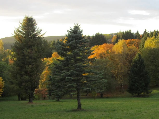 Herbstlicher Mischwald