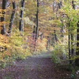 Waldrandweg im Herbst