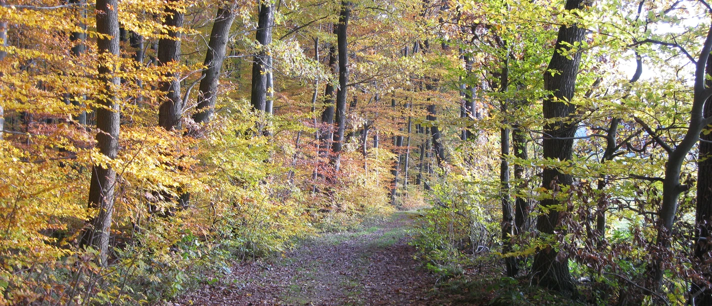 Waldrandweg im Herbst