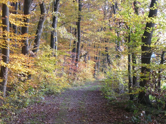 Waldrandweg im Herbst