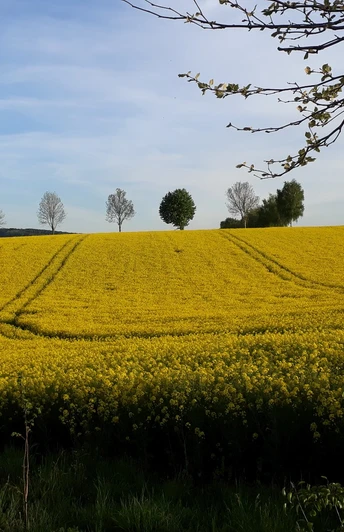 Rapsfeld um Bad Gandersheim