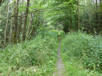 Single Trail bei Sorge