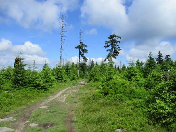 Typische Hochharzer Landschaft