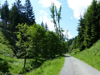 Inmitten der Südharzer Wälder