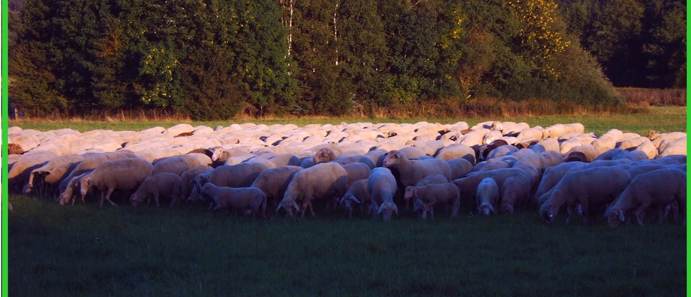 Rundwanderweg 11 - Viehwiesen Wolfshagen