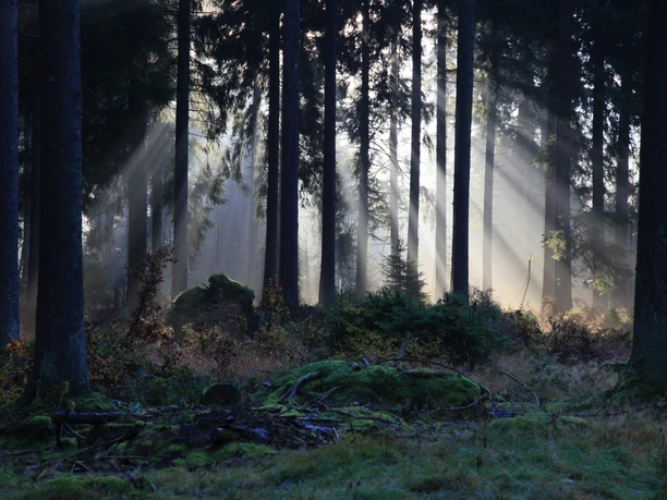 Nebel-Wald in Braunlage