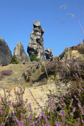 Blühende Heide an der Teufelsmauer