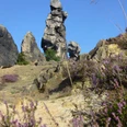 Blühende Heide an der Teufelsmauer Blühende Heide an der Teufelsmauer