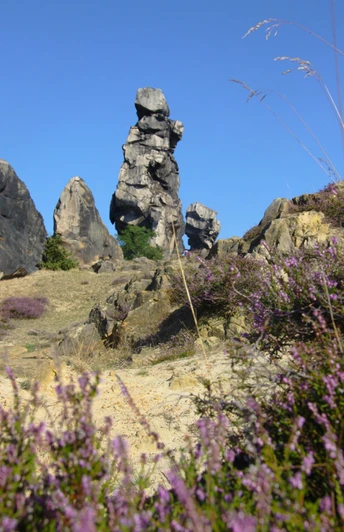Blühende Heide an der Teufelsmauer