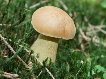 Pilz am Wegesrand