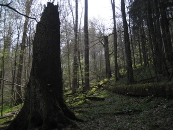 Naturdenkmal "Dicke Tannen"