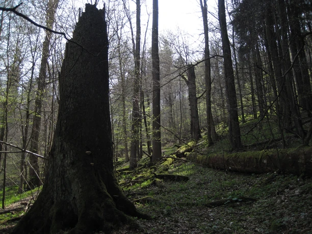 Naturdenkmal "Dicke Tannen"