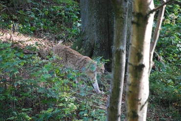 Luchsgehege bei den Rabenklippen (Foto: Bennet Doerge)